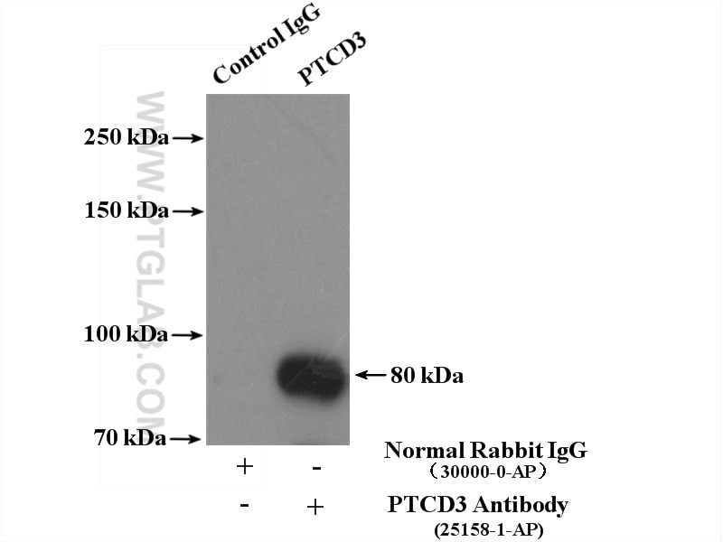 Immunoprecipitation (IP) experiment of HEK-293 cells using PTCD3 Polyclonal antibody (25158-1-AP)