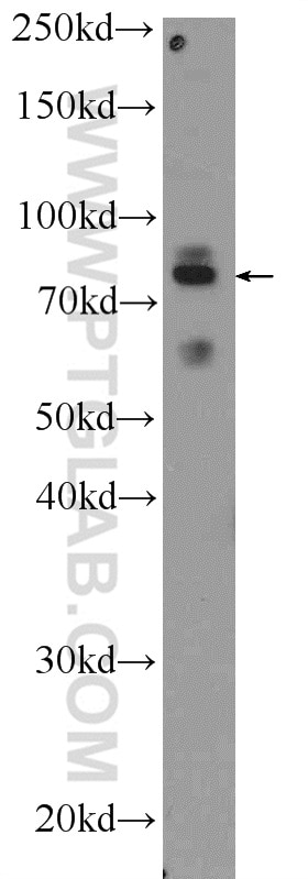 Western Blot (WB) analysis of rat heart tissue using PTCD3 Polyclonal antibody (25158-1-AP)