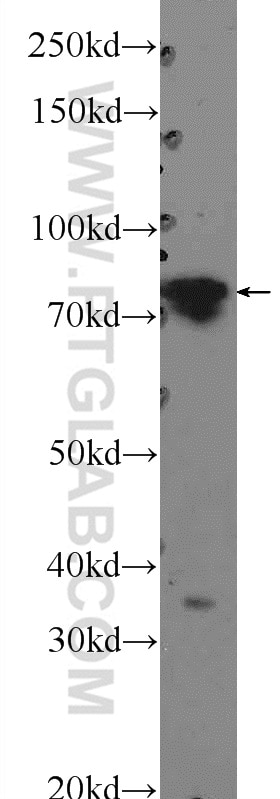 Western Blot (WB) analysis of HEK-293 cells using PTCD3 Polyclonal antibody (25158-1-AP)