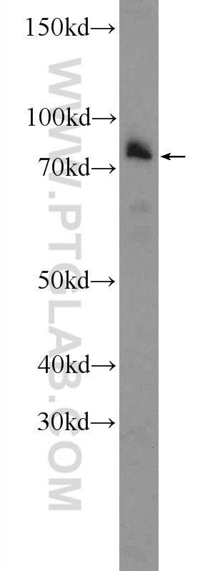 Western Blot (WB) analysis of mouse embryo tissue using PTCD3 Polyclonal antibody (25158-1-AP)