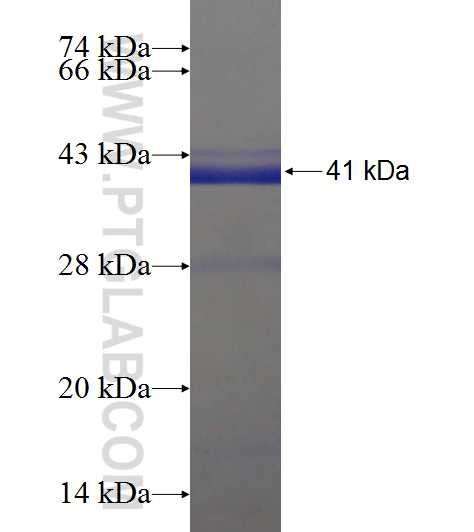 PTCD3 fusion protein Ag18330 SDS-PAGE