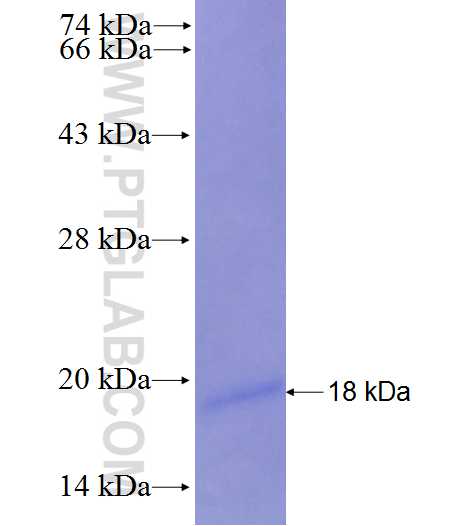 PTCH1 fusion protein Ag28106 SDS-PAGE