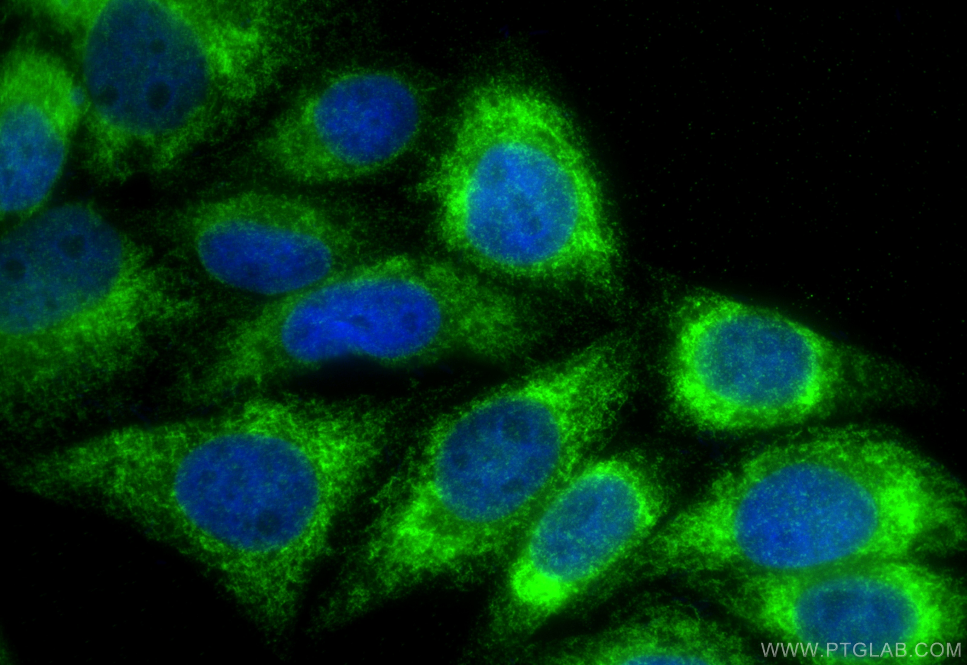 Immunofluorescence (IF) / fluorescent staining of HepG2 cells using PTDSS1 Polyclonal antibody (20820-1-AP)