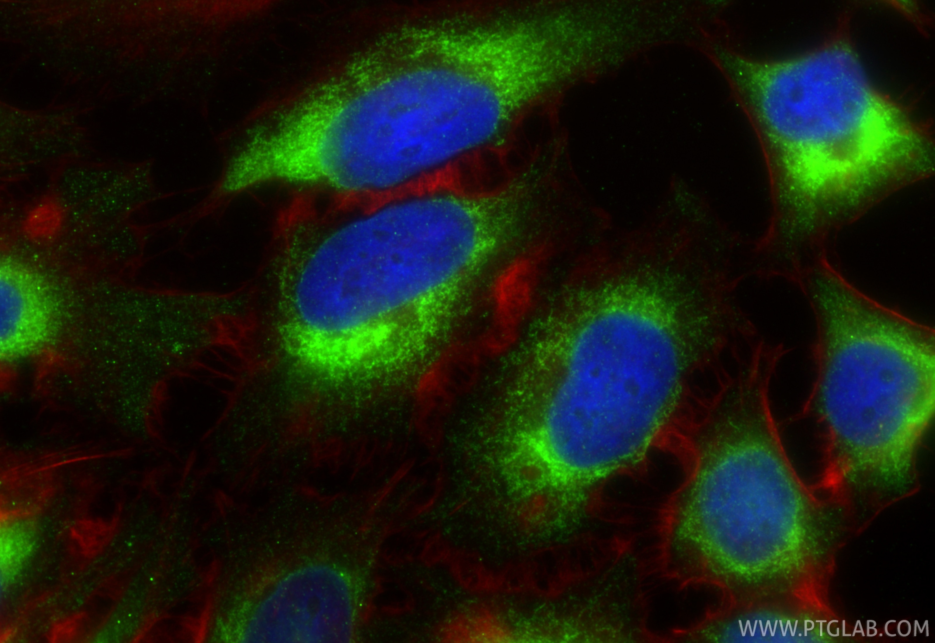 Immunofluorescence (IF) / fluorescent staining of HeLa cells using PTDSS1 Polyclonal antibody (20820-1-AP)