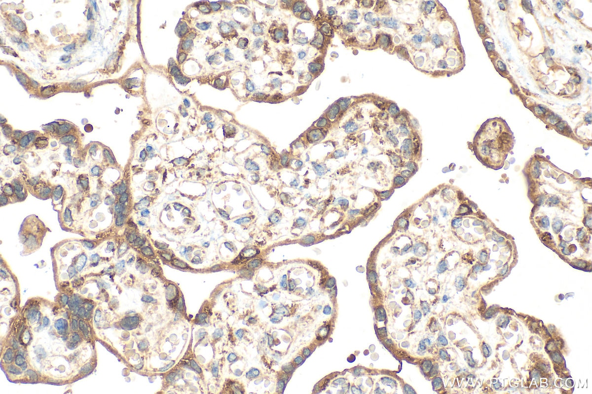 Immunohistochemistry (IHC) staining of human placenta tissue using PTDSS1 Polyclonal antibody (20820-1-AP)