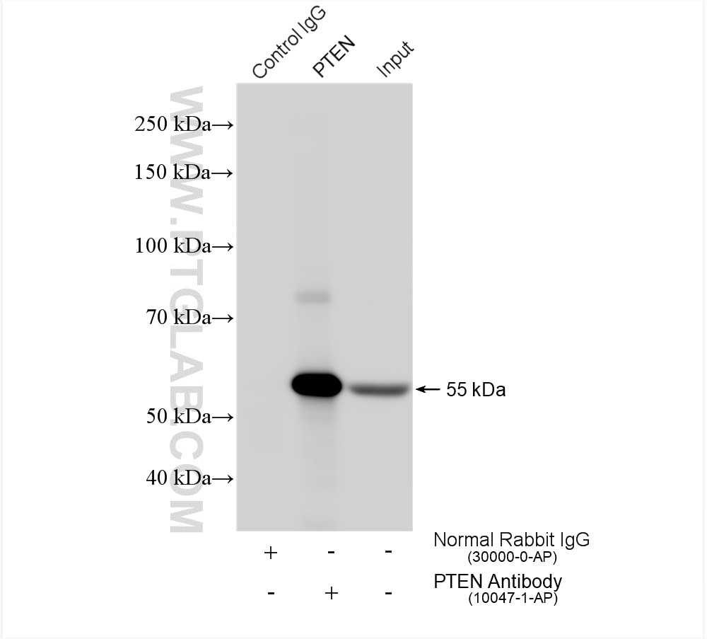 Immunoprecipitation (IP) experiment of HEK-293T cells using PTEN Polyclonal antibody (10047-1-AP)