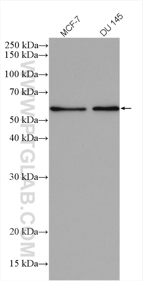 Western Blot (WB) analysis of various lysates using PTEN Polyclonal antibody (10047-1-AP)