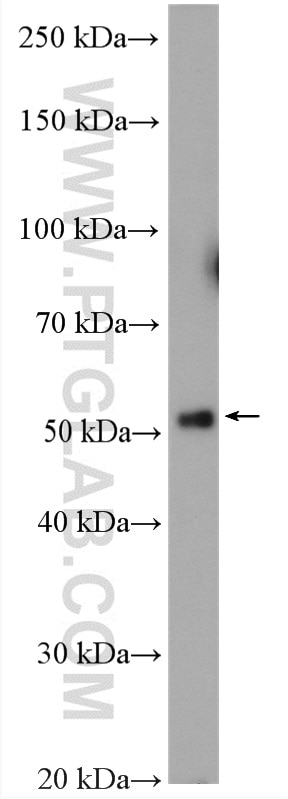 Western Blot (WB) analysis of HeLa cells using PTEN Polyclonal antibody (10047-1-AP)