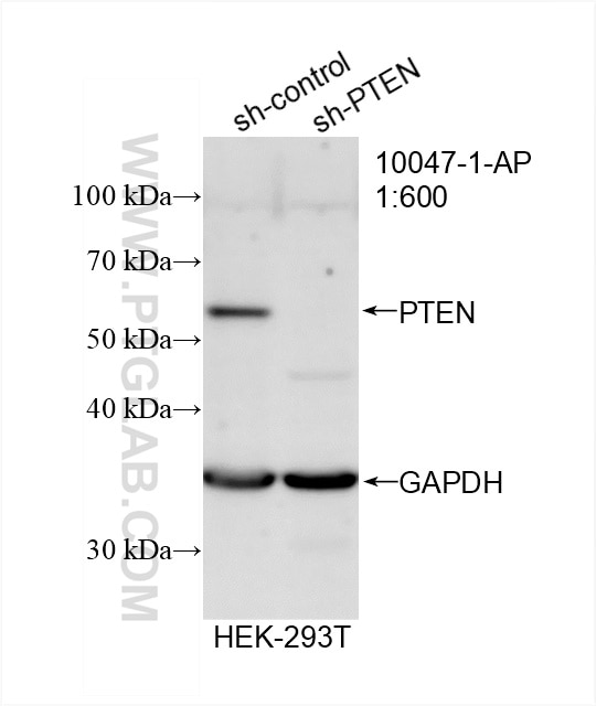Western Blot (WB) analysis of HEK-293T cells using PTEN Polyclonal antibody (10047-1-AP)