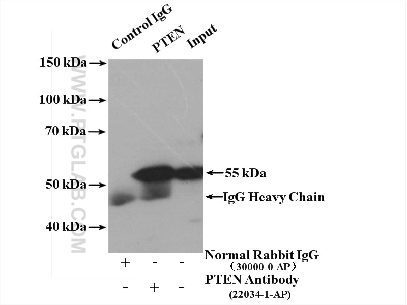 Immunoprecipitation (IP) experiment of DU 145 cells using PTEN Polyclonal antibody (22034-1-AP)