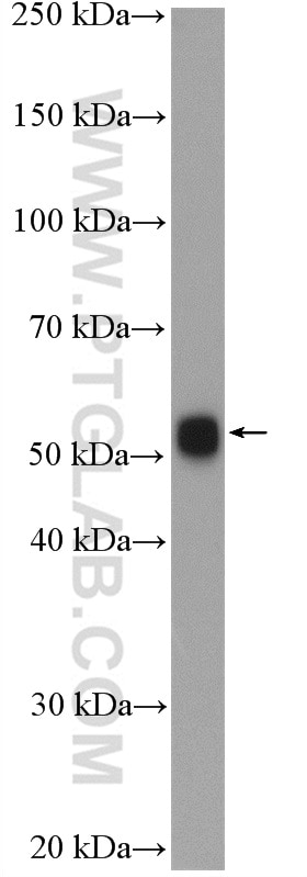 Western Blot (WB) analysis of mouse testis tissue using PTEN Polyclonal antibody (22034-1-AP)