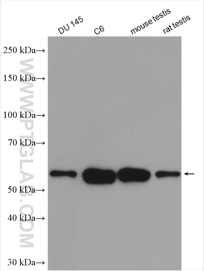Western Blot (WB) analysis of various lysates using PTEN Polyclonal antibody (22034-1-AP)