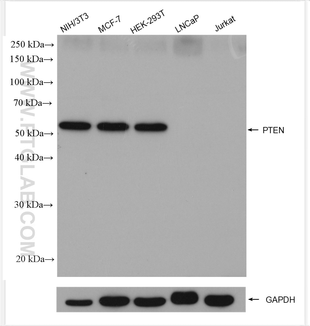 Western Blot (WB) analysis of various lysates using PTEN Polyclonal antibody (22034-1-AP)