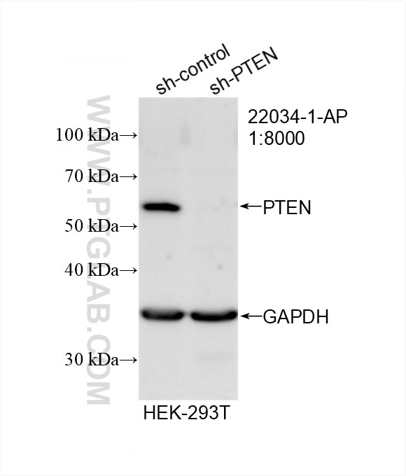 Western Blot (WB) analysis of HEK-293T cells using PTEN Polyclonal antibody (22034-1-AP)