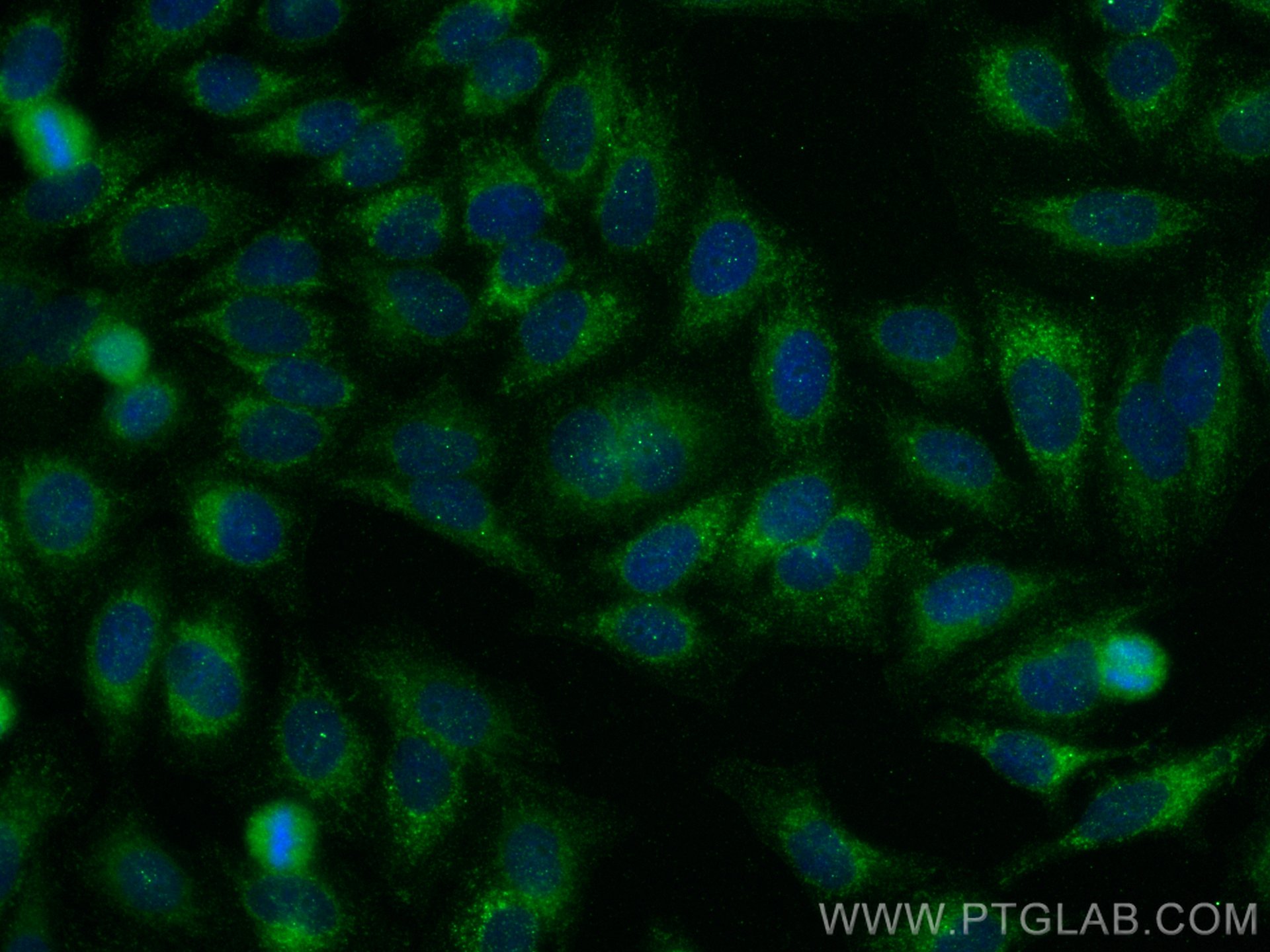 Immunofluorescence (IF) / fluorescent staining of HepG2 cells using PTEN Monoclonal antibody (60300-1-Ig)