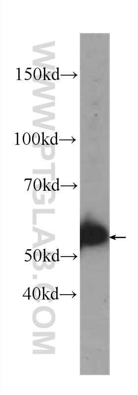 PTEN Monoclonal antibody