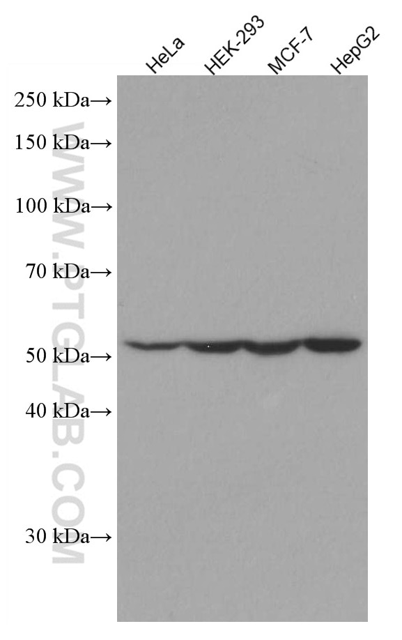 Western Blot (WB) analysis of various lysates using PTEN Monoclonal antibody (60300-1-Ig)