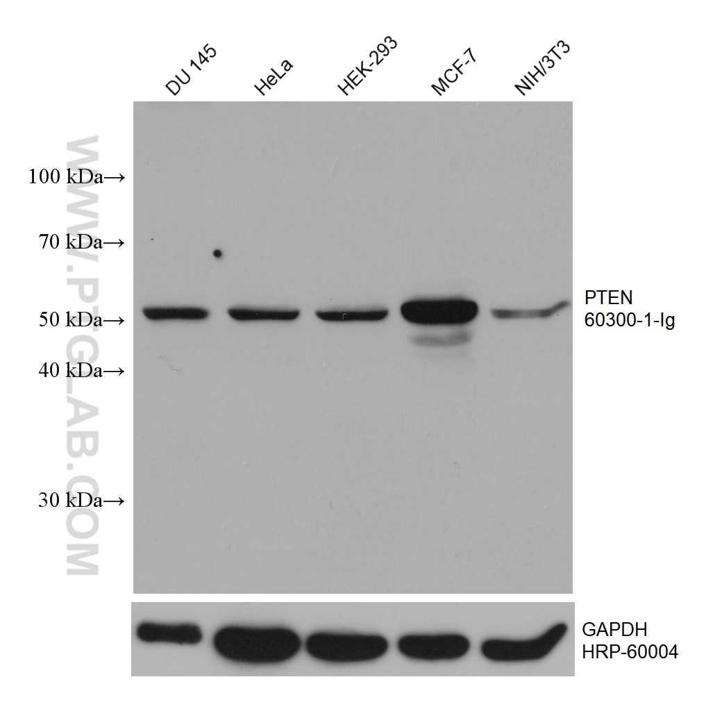 Western Blot (WB) analysis of various lysates using PTEN Monoclonal antibody (60300-1-Ig)