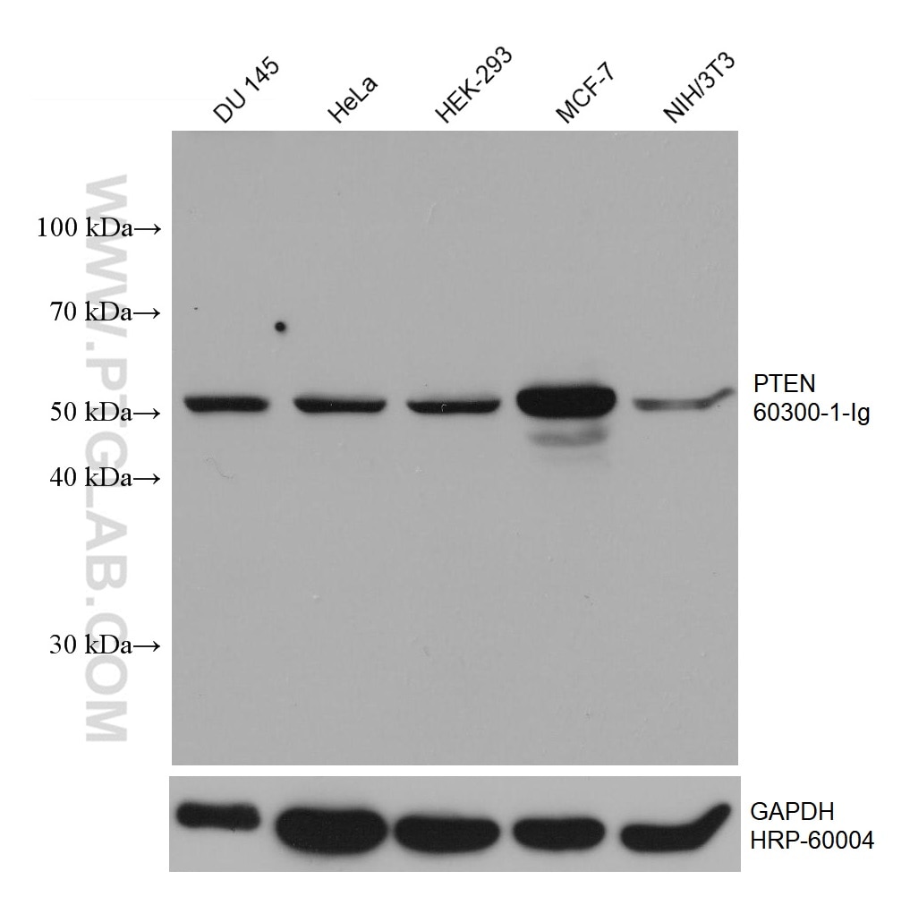 WB analysis using 60300-1-Ig