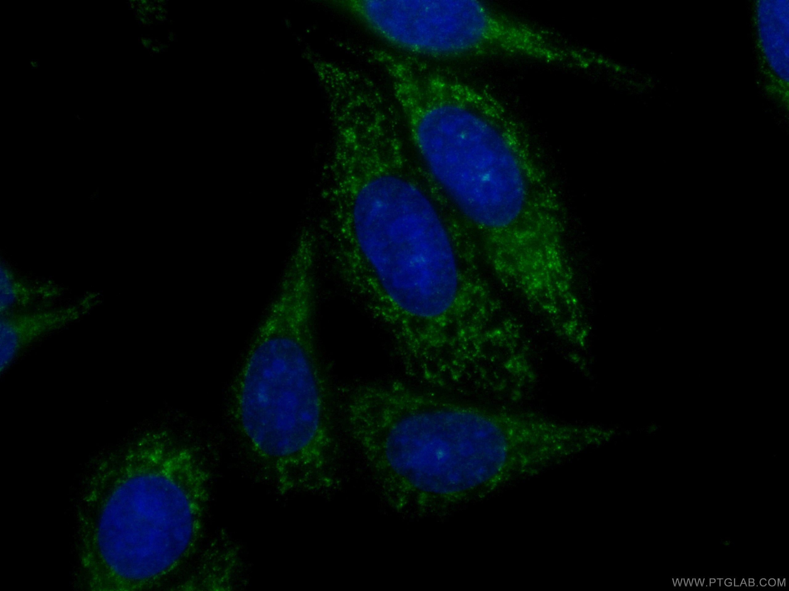 Immunofluorescence (IF) / fluorescent staining of HepG2 cells using CoraLite® Plus 488-conjugated PTEN Monoclonal anti (CL488-60300)