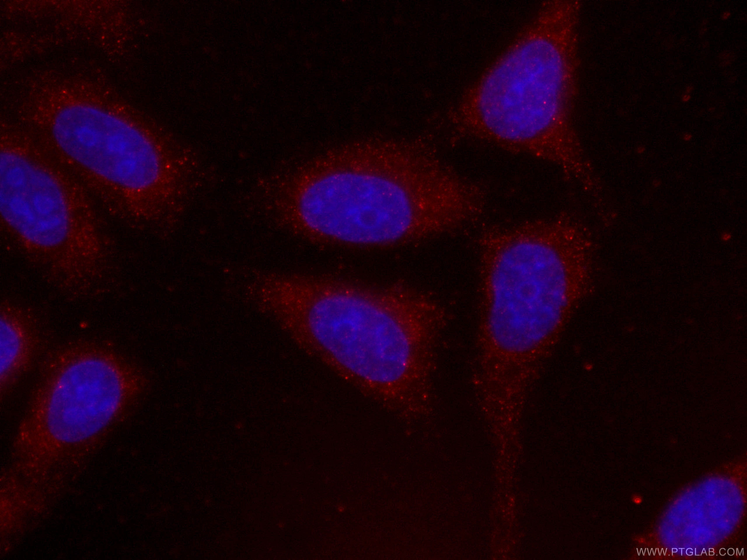 Immunofluorescence (IF) / fluorescent staining of HepG2 cells using CoraLite®594-conjugated PTEN Monoclonal antibody (CL594-60300)