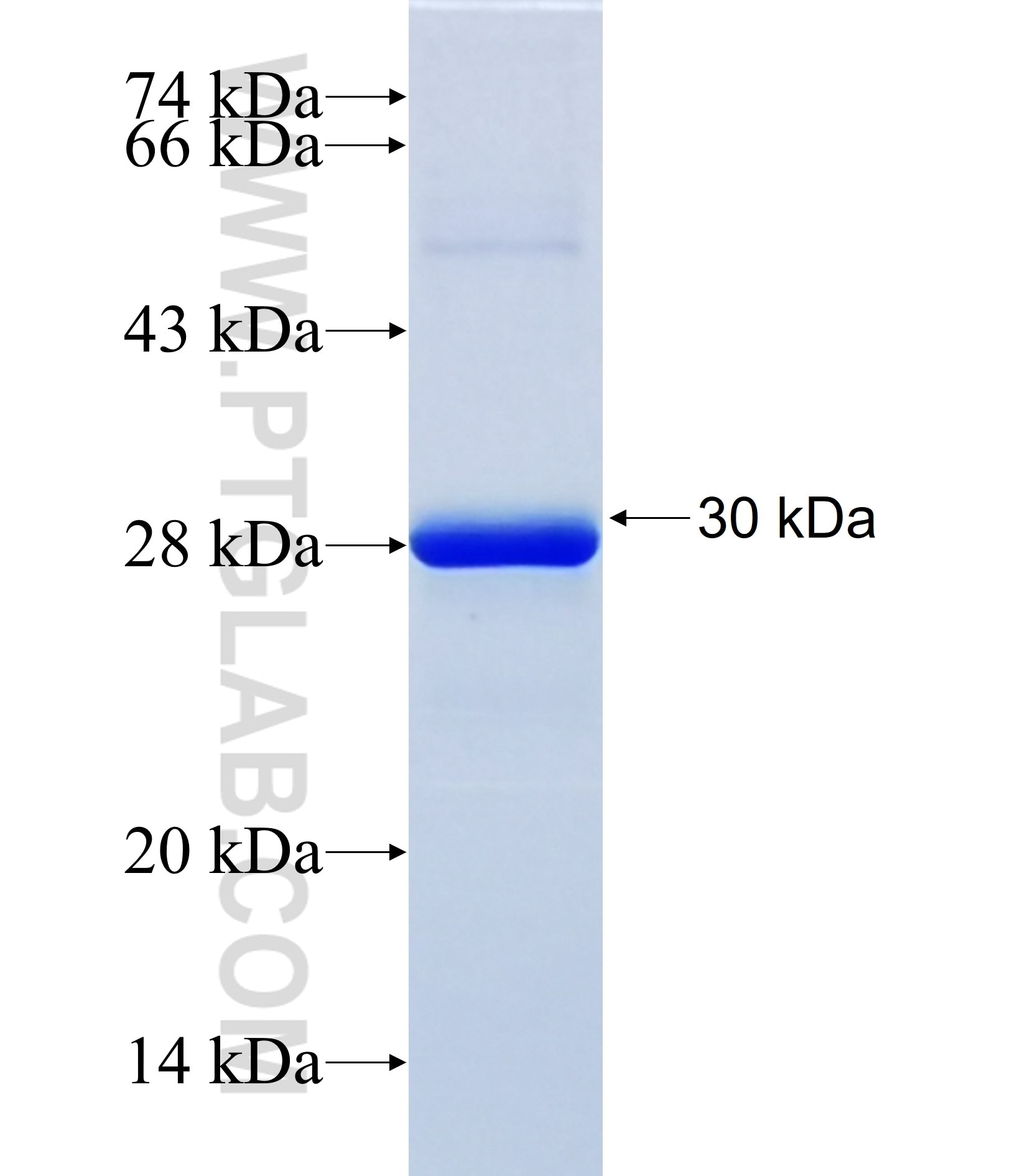 PTEN fusion protein Ag38027 SDS-PAGE