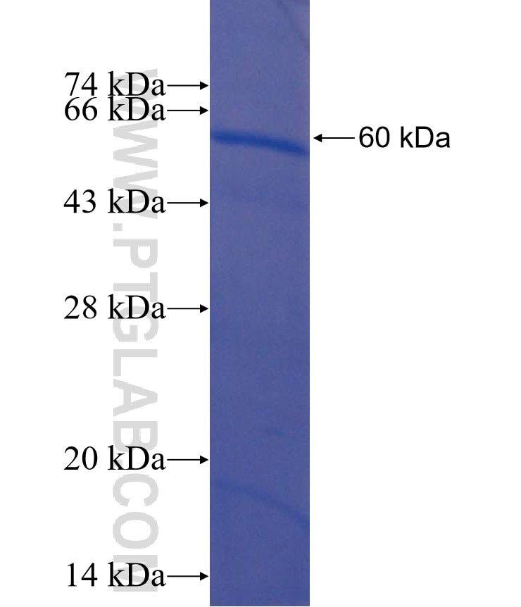 PTEN fusion protein Ag6985 SDS-PAGE