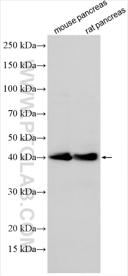 Western Blot (WB) analysis of various lysates using PTF1A Polyclonal antibody (30987-1-AP)