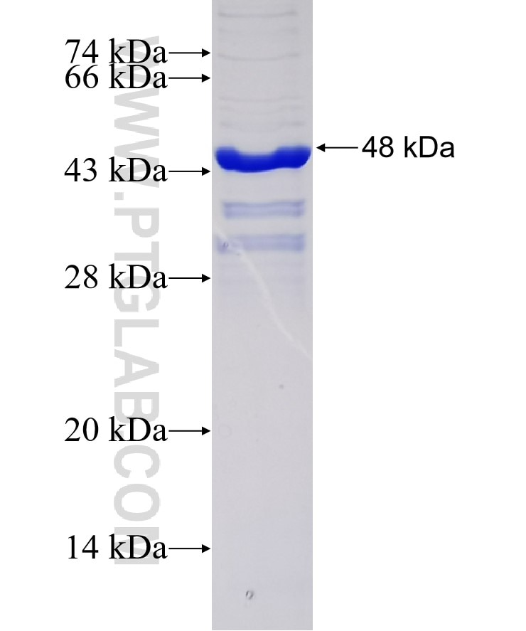 PTF1A fusion protein Ag34321 SDS-PAGE