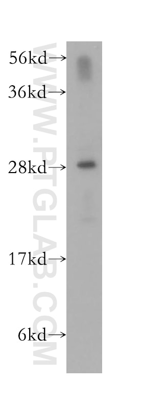 Western Blot (WB) analysis of PC-3 cells using PTGDS Polyclonal antibody (10754-2-AP)