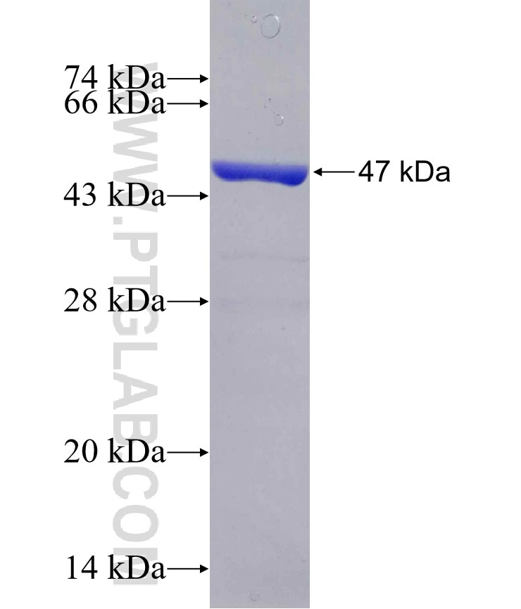 PGDS fusion protein Ag1163 SDS-PAGE