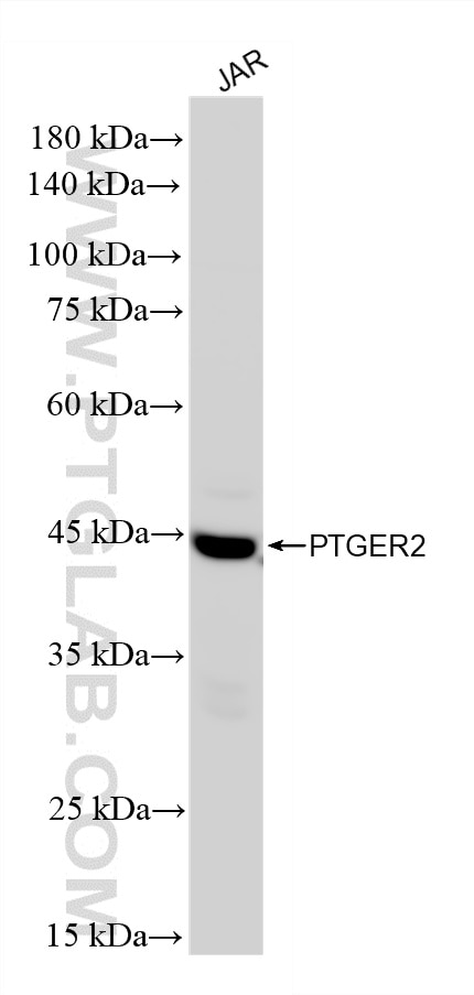 Western Blot (WB) analysis of JAR cells using PTGER2 Recombinant monoclonal antibody (87864-1-RR)