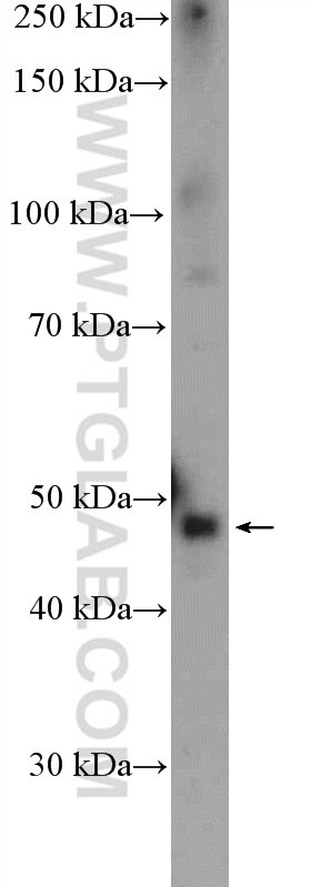 Western Blot (WB) analysis of mouse brain tissue using PTGER3 Polyclonal antibody (24761-1-AP)