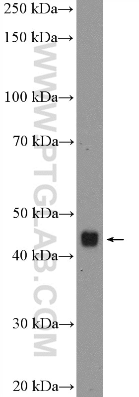 Western Blot (WB) analysis of mouse cerebellum tissue using PTGER3 Polyclonal antibody (24761-1-AP)