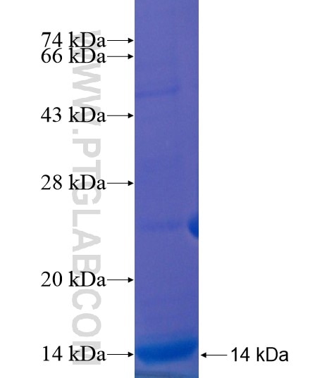 PTGER3 fusion protein Ag21542 SDS-PAGE