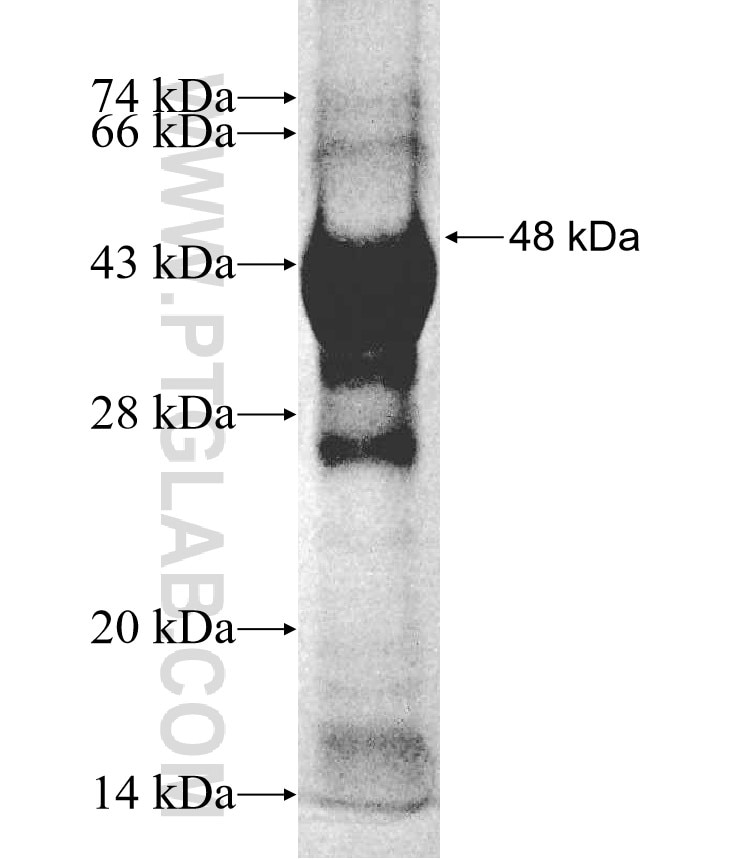 PTGER3 fusion protein Ag5711 SDS-PAGE