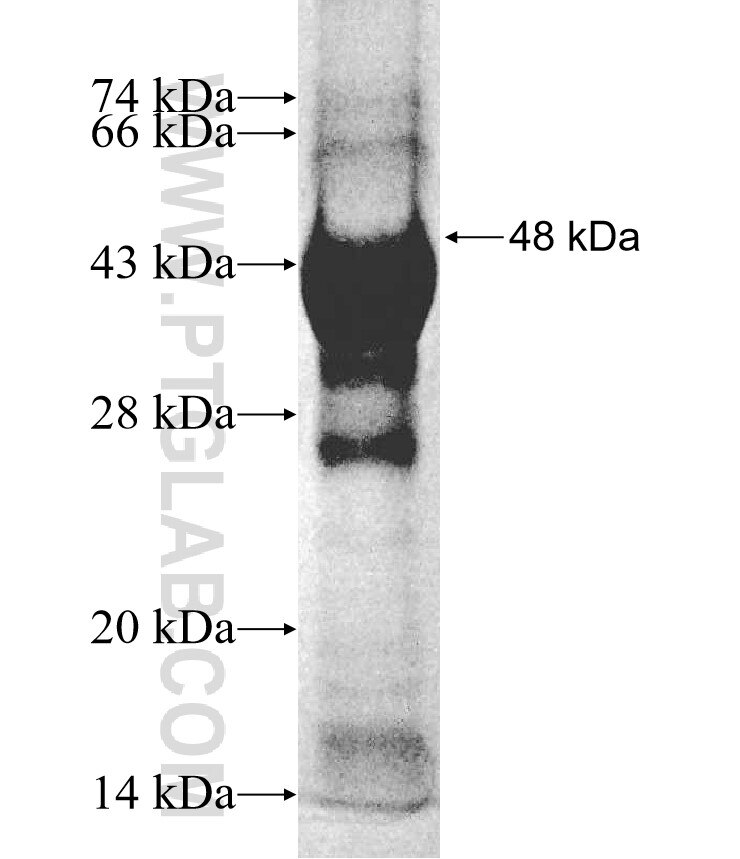 PTGER3 fusion protein Ag5711 SDS-PAGE