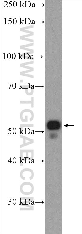 Western Blot (WB) analysis of mouse brain tissue using PTGER4 Polyclonal antibody (24895-1-AP)