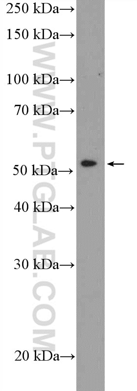 Western Blot (WB) analysis of HL-60 cells using PTGER4 Polyclonal antibody (24895-1-AP)