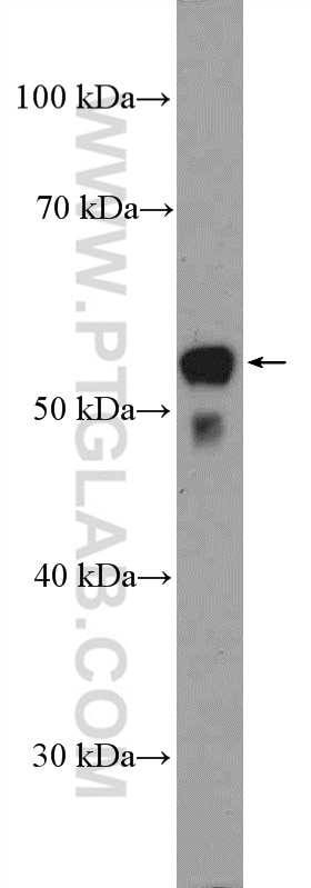 Western Blot (WB) analysis of rat brain tissue using PTGER4 Polyclonal antibody (24895-1-AP)