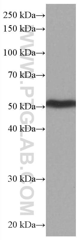 Western Blot (WB) analysis of pig brain tissue using PTGER4 Monoclonal antibody (66921-1-Ig)