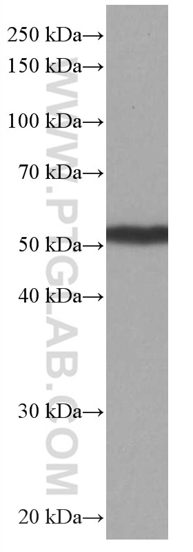 Western Blot (WB) analysis of rat brain tissue using PTGER4 Monoclonal antibody (66921-1-Ig)