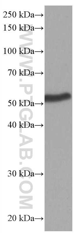 Western Blot (WB) analysis of mouse brain tissue using PTGER4 Monoclonal antibody (66921-1-Ig)