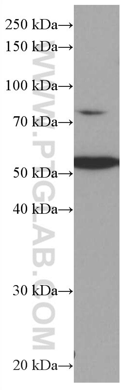 Western Blot (WB) analysis of Jurkat cells using PTGER4 Monoclonal antibody (66921-1-Ig)