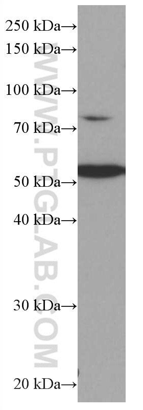 WB analysis of Jurkat using 66921-1-Ig