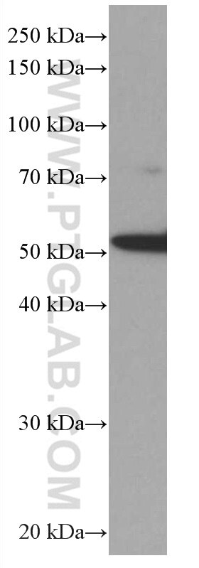 Western Blot (WB) analysis of K-562 cells using PTGER4 Monoclonal antibody (66921-1-Ig)