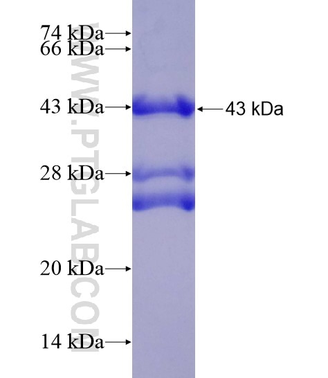 PTGER4 fusion protein Ag19217 SDS-PAGE