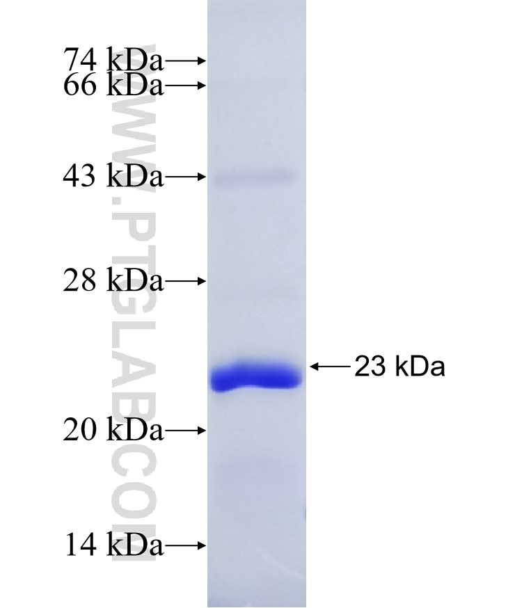 PTGER4 fusion protein Ag19262 SDS-PAGE