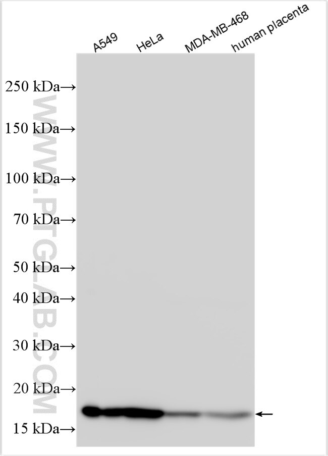 WB analysis using 10596-1-AP Western Blot (WB) analysis of various lysates using PTGES Polyclonal antibody (10596-1-AP)