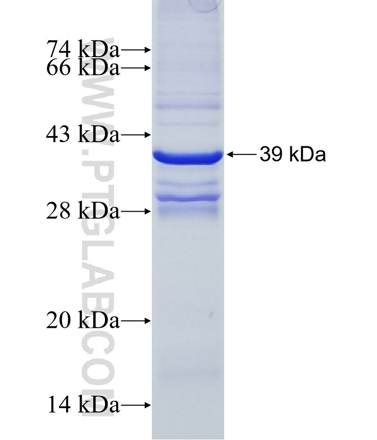 PTGES fusion protein Ag33556 SDS-PAGE
